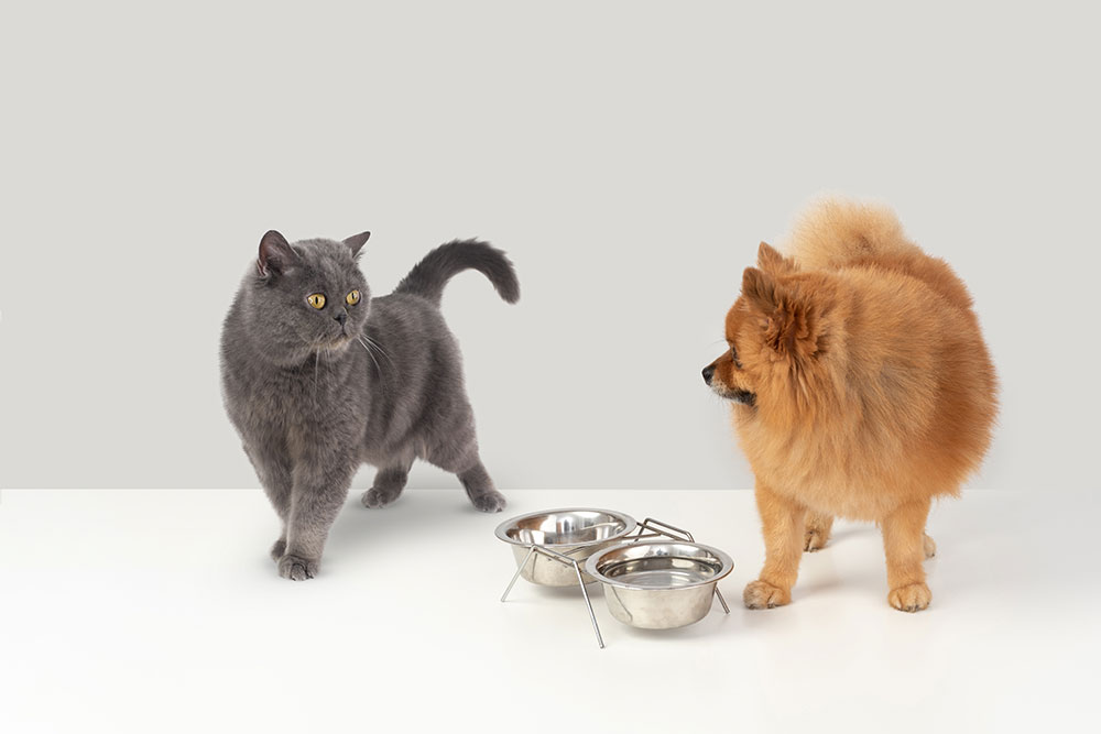 Pets Feeding Pets Feeding