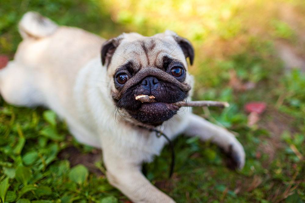Pets play and exercise with monitoring Pets play and exercise with monitoring